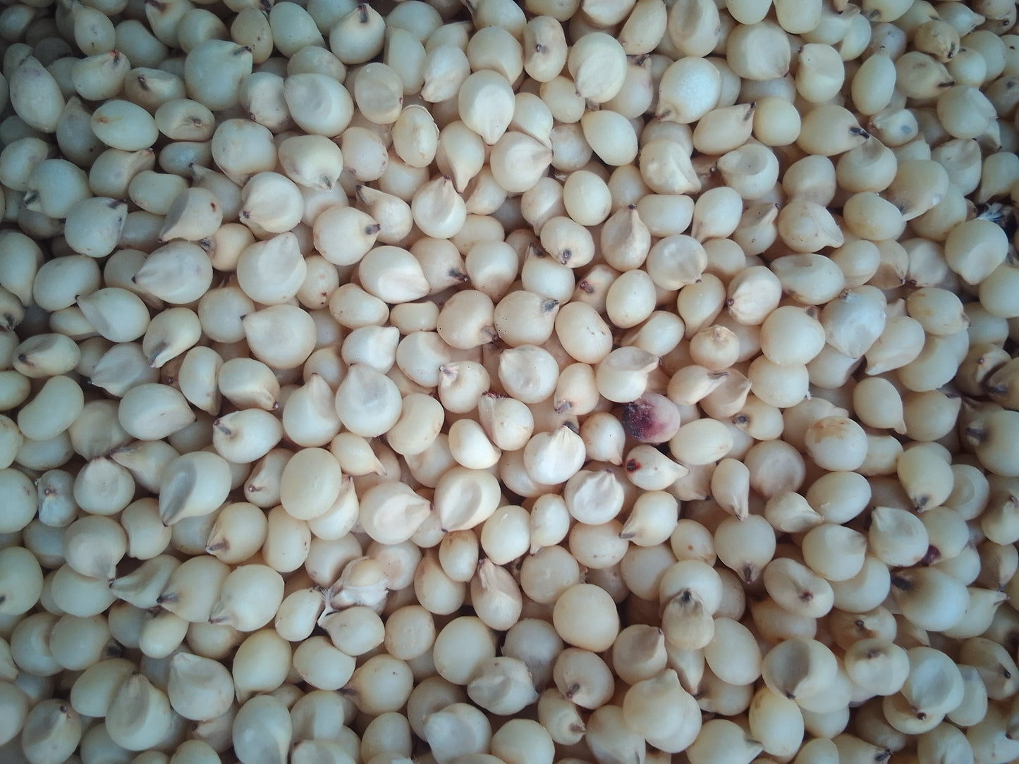 White sorghum grain 30kg bag